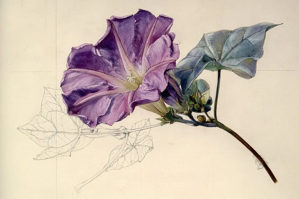 Illustration d'Ipomæa purpurea (liseron pourpre)
